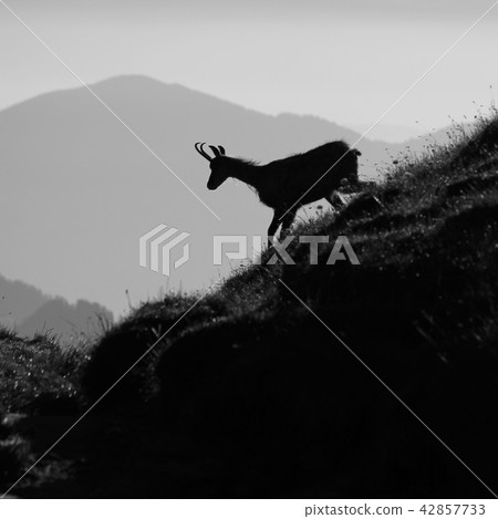 Silhouette of a chamoise. Silhouette of a chamoise. 42857733