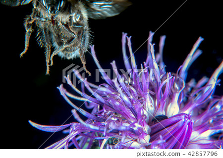 Bumblebee 42857796