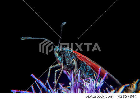 Burnet moth 42857844