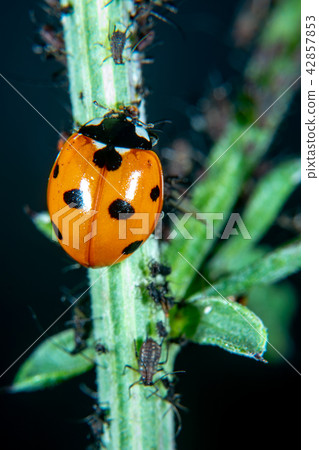 Ladybug 42857853