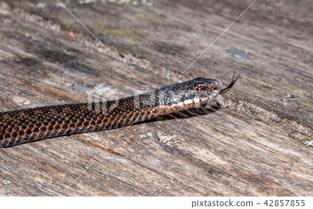Northern Viper Northern Viper 42857855