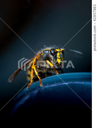 Wasp 42857861