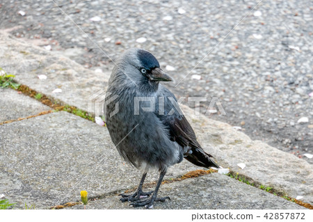 Jackdaw Jackdaw 42857872