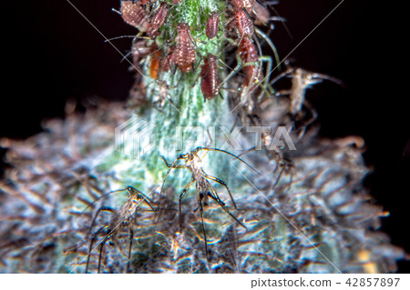 Plant lice on a thistle 42857897