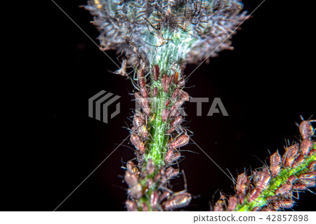 Plant lice on a thistle 42857898