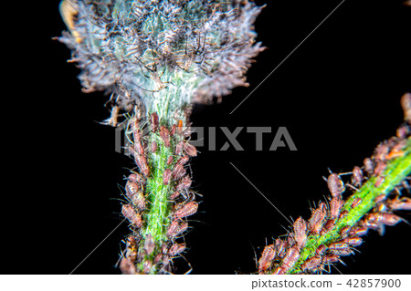 Plant lice on a thistle 42857900