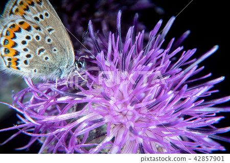 Butterfly on a thistle 42857901