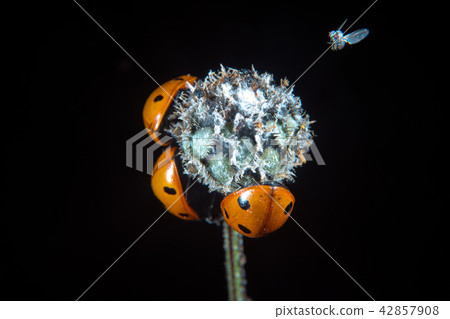 Ladybugs on a flower 42857908
