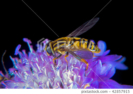 Large Tiger Hoverfly 42857915