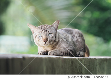 Cat on the house wall looking at camera 42858554