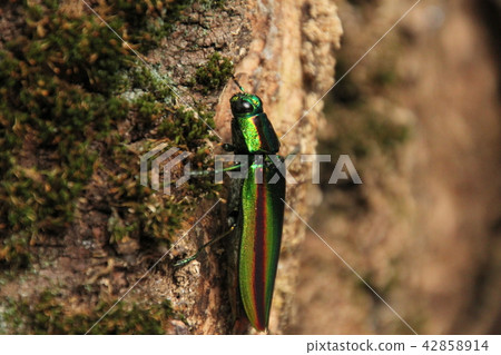 有一個混蛋 42858914