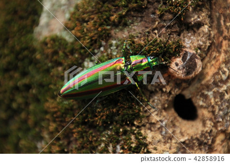 有一個混蛋 42858916