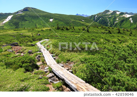 Northern Alps Surrounding the Unzenpyo Mountains on the mountain trees and the grandfather dad and Mitama Ren dake and Yagamigake distant view Japan's last secret walk 42859046