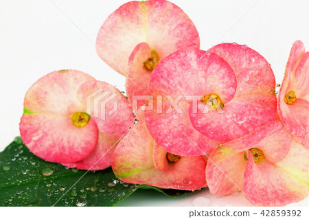 Pink euphorbia milii flowers blooming,Christ thorn 42859392