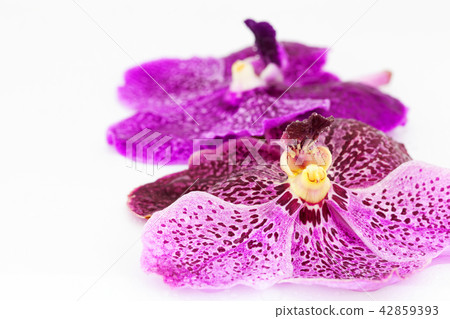 Purple orchid with water drop on white background Purple orchid with water drop on white background 42859393