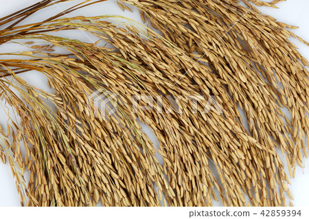 Paddy rice on white background Paddy rice on white background 42859394