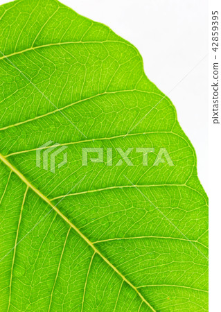Water drop on fresh green leaf Water drop on fresh green leaf 42859395