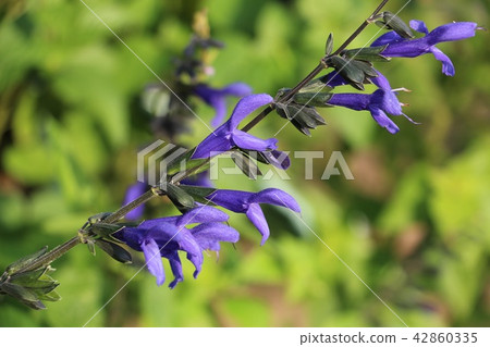 Salvia Galanica Salvia Galanica 42860335