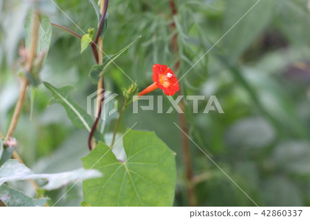 橙色領域花 橙色領域花 42860337