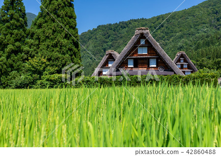 育種水稻和白川鄉 育種水稻和白川鄉 42860488