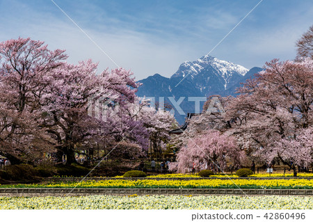櫻花和南阿爾卑斯山·Kai Komagatake 櫻花和南阿爾卑斯山·Kai Komagatake 42860496