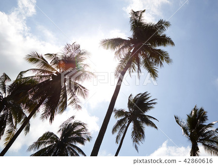 Coconut Palm Trees Summer Sunny Sky 42860616