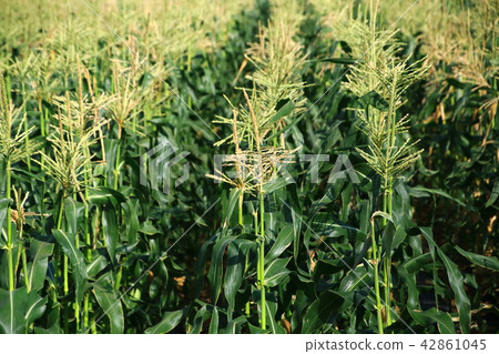 Corn field 42861045