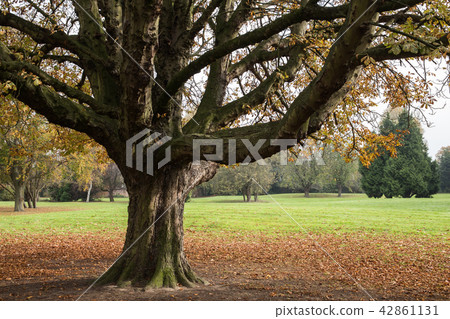 Park in the UK Danson Park Park in the UK Danson Park 42861131