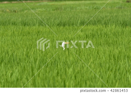 蒼鷺·Shirajiri 42861453