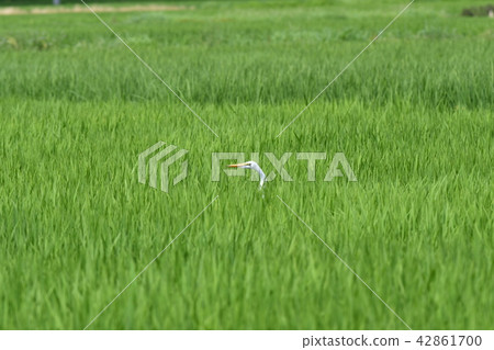 Heron · Shirajiri Heron · Shirajiri 42861700