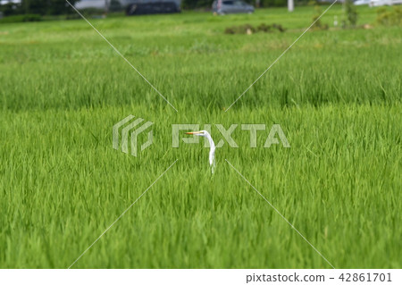 Heron · Shirajiri 42861701