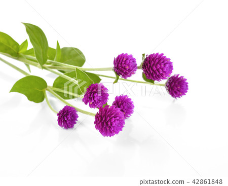 Globe amaranth beauty flower in white background 42861848