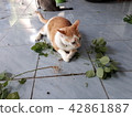The cat is eating the tree roots. 42861887