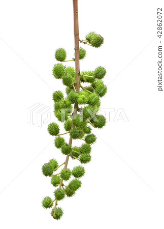 Castor oil plant on white background 42862072