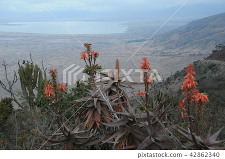 坦桑尼亞,恩戈羅恩戈羅火山口,馬卡圖湖,蘆薈 坦桑尼亞,恩戈羅恩戈羅火山口,馬卡圖湖,蘆薈 42862340