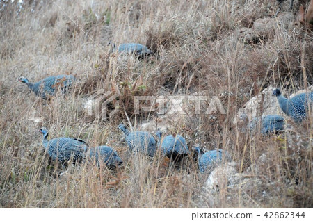 坦桑尼亞，恩戈羅恩戈羅保護區，Holo Holo Bird 42862344