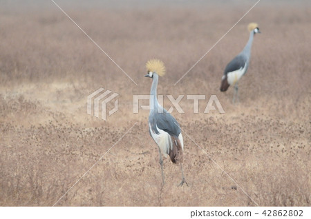 Tanzania, Ngorongoro Conservation Area, Camomururu 42862802