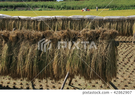 Scenery with rice drying Scenery with rice drying 42862907