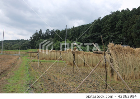 Scenery with rice drying 42862984