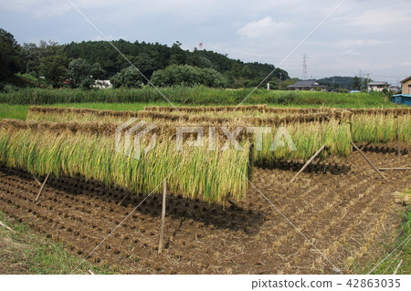 與米乾燥的風景 42863035
