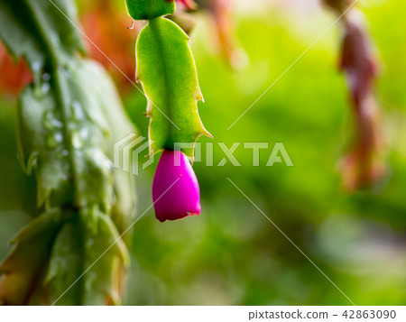 Macro Photo of Christmas Cactus Macro Photo of Christmas Cactus 42863090
