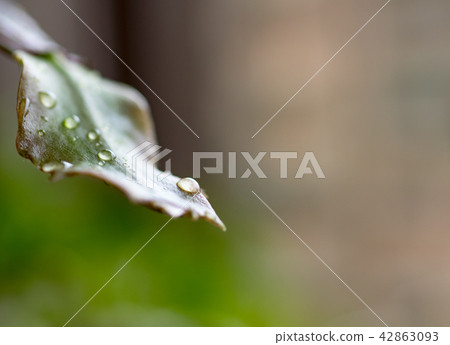 Macro Photo of Christmas Cactus Macro Photo of Christmas Cactus 42863093