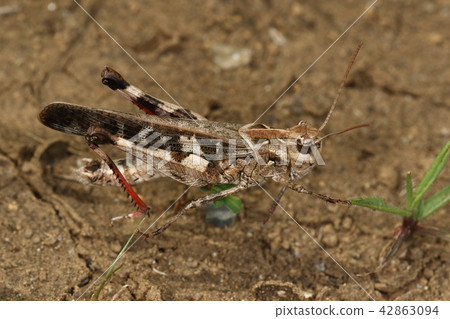 Living thing insect carp and grasshopper, male for posterior tibia red. It is a grasshand commonly seen in open spaces 42863094