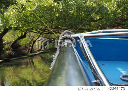 絕美紅樹林綠色隧道 42863473