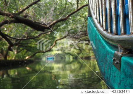 絕美紅樹林綠色隧道 42863474