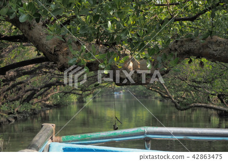 Beautiful mangrove green tunnel 42863475