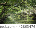 Beautiful mangrove green tunnel 42863476