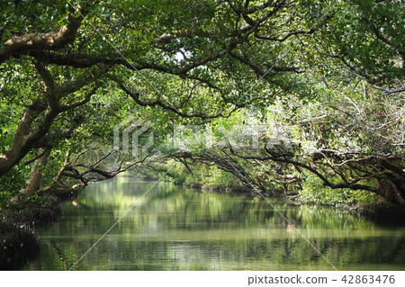 絕美紅樹林綠色隧道 42863476