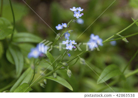 Ezomurasaki in Kamikochi / Matsumoto-shi, Nagano Prefecture 42863538