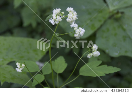 Kamikochi no Karamatsu / Matsumoto-shi, Nagano Prefecture 42864213